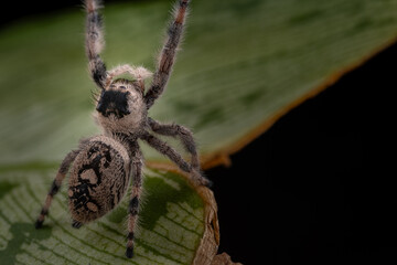 Macro image of Phidippus regius jumping spider action on green leaf. Shows eye details.