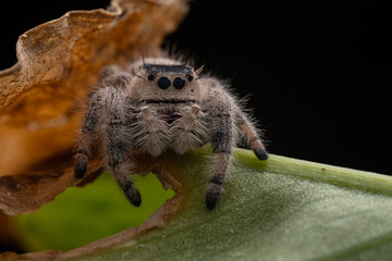 Macro image of Phidippus regius jumping spider action on green leaf. Shows eye details.