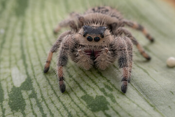 Macro image of Phidippus regius jumping spider action on green leaf. Shows eye details.