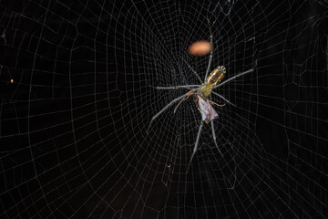 Nature wildlife image of golden orb-web spider on rainforest jungle