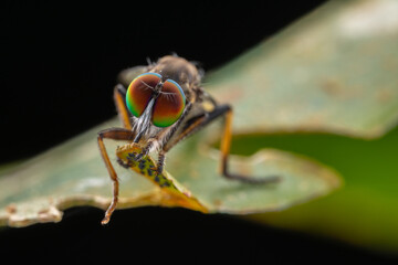 Robber Fly / Close-Up of the beautiful Robber Fly (selective Focus)