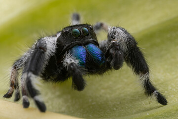 Macro image of Phidippus regius jumping spider action on green leaf. Shows eye details.