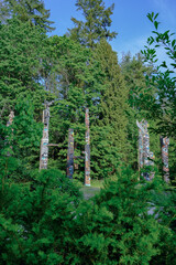 Tlingit totem poles and lush woods tree nature landscape scenery in Sitka Historical Park hiking...