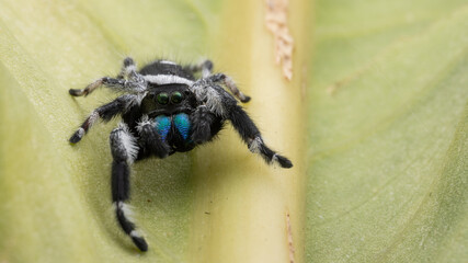 Macro image of Phidippus regius jumping spider action on green leaf. Shows eye details.