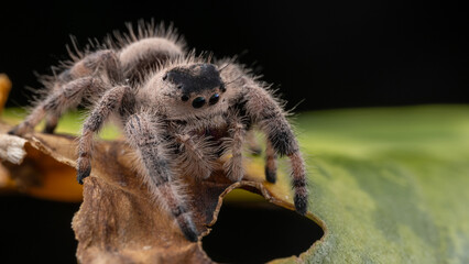 Macro image of Phidippus regius jumping spider action on green leaf. Shows eye details.