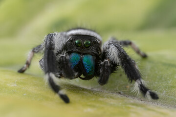 Macro image of Phidippus regius jumping spider action on green leaf. Shows eye details.