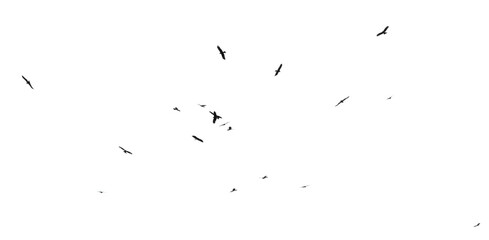 A flock of birds in flight isolated on a white background