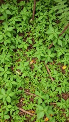 Fototapeta premium Lush green forest floor with dense vegetation providing a perfect habitat for a variety of living creatures, greenery, habitat, natural