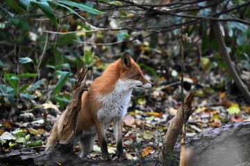 森の中で出会ったキタキツネ