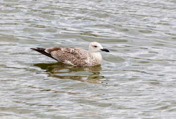 A bird is swimming in a body of water