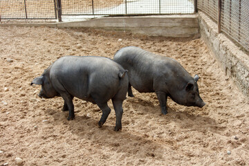 Two black pigs are walking in a dirt field