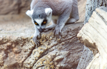A lemur is looking at the camera while sitting on a rock