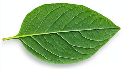 Obraz premium A photostock of a basil leaf on a white background, isolated and vibrant.
