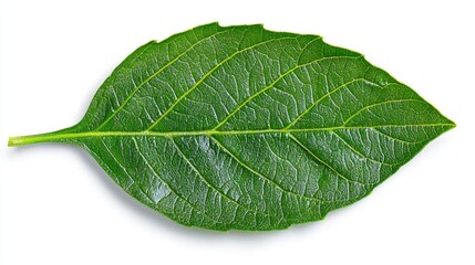 Obraz premium A photostock of a basil leaf on a white background, isolated and vibrant.