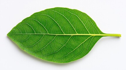 Obraz premium A photostock of a basil leaf on a white background, isolated and vibrant.