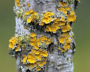 A close-up view of a tree bark adorned with vibrant yellow lichens, showcasing their intricate textures and colors in a natural setting.