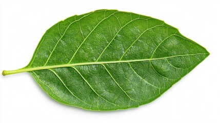 Obraz premium A photostock of a fresh basil leaf on a white background, green and natural.