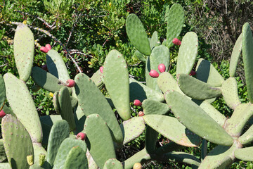 Cactus de un bosque mediterráneo