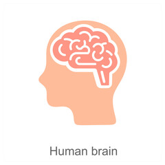 human brain