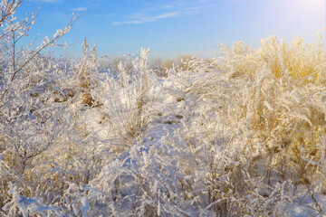 Beautiful dry grass covered with snow in the hoarfrost