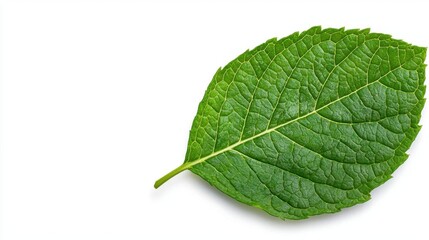 Obraz premium A photostock of a green mint leaf on a white background, fresh and isolated.