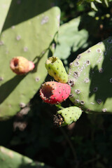 Cactus en flor