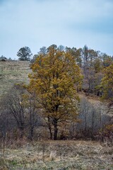 Fototapeta premium autumn in the forest