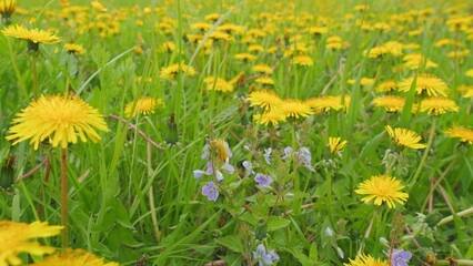 Fototapeta premium Yellow flowers dandelions, spring day. Seasonal natural scene. Close up.