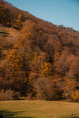 Fototapeta premium autumn in the forest
