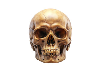 Obraz premium Realistic Human Skull PNG Transparent Background | High-Quality Skull Image.