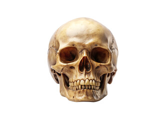 Obraz premium Realistic Human Skull PNG Transparent Background, High-Quality Skull Image.