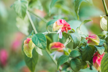 Shrimp plant surrounded by red and yellow bracts found in a botanical garden. Justicia brandegeeana, Mexican shrimp plant, false hop
