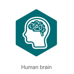 human brain