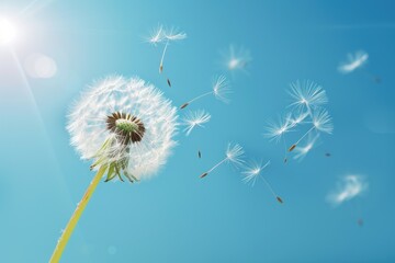 Dandelion with seeds blowing away in the wind across a clear blue sky with copy space