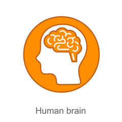 human brain