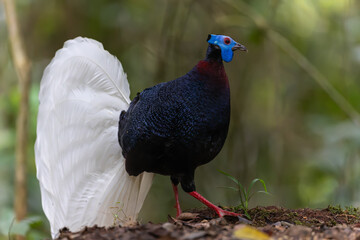 The rare and endemic Bulwer's pheasant (Lophura bulweri) captured in its natural Bornean rainforest...