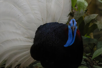 The rare and endemic Bulwer's pheasant (Lophura bulweri) captured in its natural Bornean rainforest...