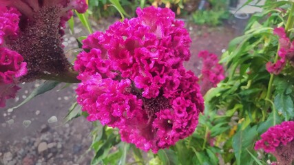 Close up of red Celosia argentea flowers in the garden, cockscomb or silver cockscomb seeds and plants