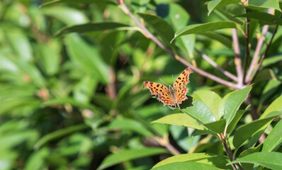 Asian comma butterfly sitting on a green leaf on a sunny day. Polygonia c-aureum