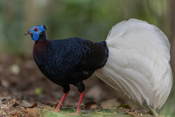 The rare and endemic Bulwer's pheasant (Lophura bulweri) captured in its natural Bornean rainforest habitat.