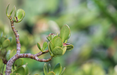 Jade Plant, a succulent plant with thick green leaves. Crassula ovata, Jade tree, Friendship Tree, Lucky plant 