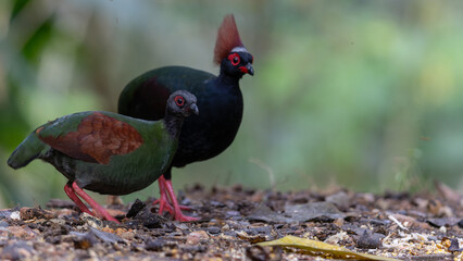 crested partridge (Rollulus rouloul) also known as the crested wood partridge, roul-roul, red-crowned wood partridge on deep forest jungle.