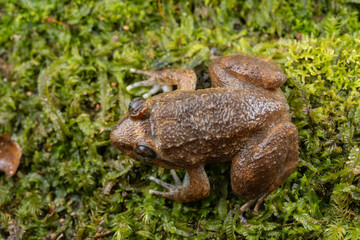 Macro image of Kuhl's Creek Frog