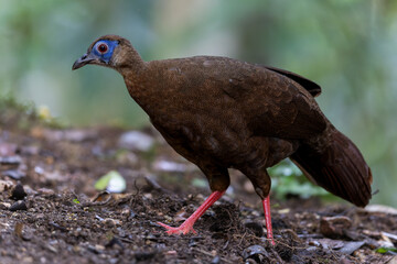 The rare and endemic Female Bulwer's pheasant (Lophura bulweri) captured in its natural Bornean rainforest habitat.