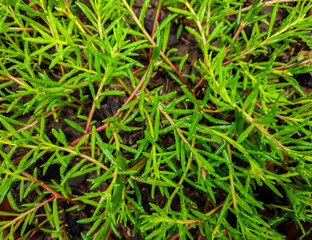 green grass background