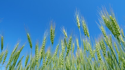 Obraz premium Low anlgle view. Agriculture and farming with wheat harvest and grain crop. Beautiful blue sky. Ripening crops under warm sun.