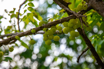Many star gooseberries