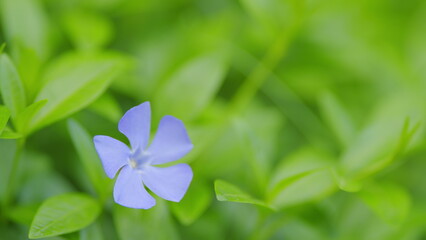 Common periwinkle. Vinca minor plant in beautiful violet blooms. Slow motion.
