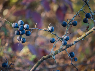Blackthorn has small stone-shaped fruits of purple color with green to yellow flesh.They are bitter...