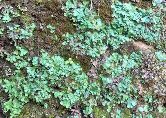 stone background covered with green moss next to the house